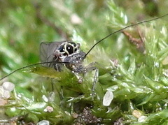 Psocinae