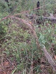Sorghastrum elliottii
