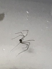 Crossopriza lyoni