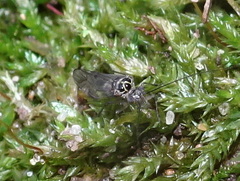 Psocinae