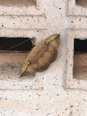 Hypopyra vespertilio