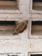 Hypopyra vespertilio