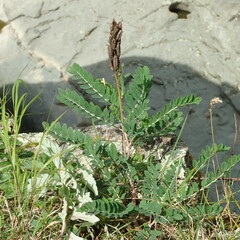 Astragalus schelichowii