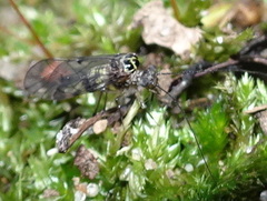 Psocinae