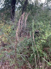 Sorghastrum elliottii