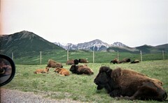Bison bison bison