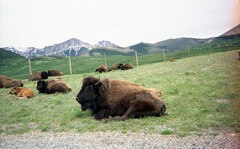 Bison bison bison