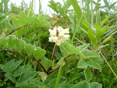 Astragalus frigidus
