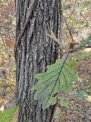 Quercus mongolica