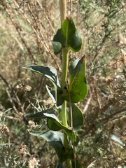 Penstemon centranthifolius