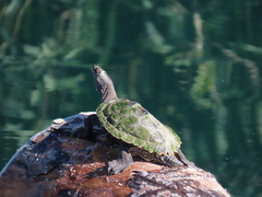 Graptemys pseudogeographica