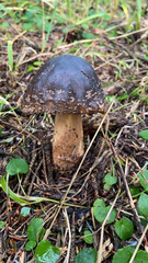 Amanita augusta