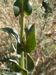 Penstemon centranthifolius