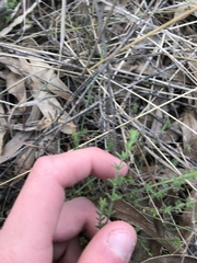Galium gaudichaudii gaudichaudii
