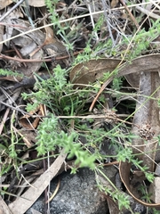Galium gaudichaudii gaudichaudii