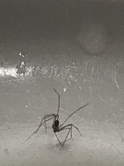 Crossopriza lyoni