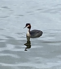 Podiceps cristatus australis