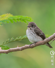 Muscicapa griseisticta