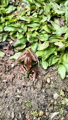 Indosylvirana nicobariensis