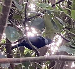 Prosthemadera novaeseelandiae