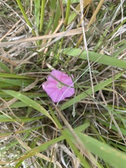 Convolvulus oleifolius