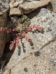 Sedum kiersteadiae