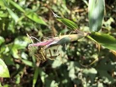 Phyllostachys bambusoides