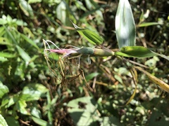 Phyllostachys bambusoides