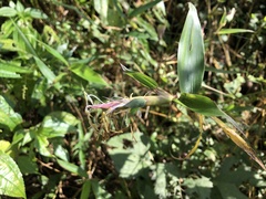 Phyllostachys bambusoides