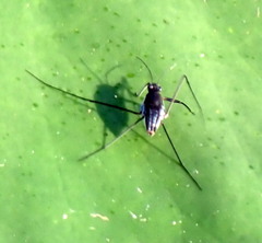 Neogerris hesione