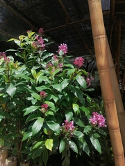 Fuchsia arborescens