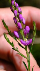 Comesperma ericinum