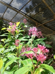 Fuchsia arborescens
