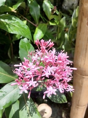 Fuchsia arborescens