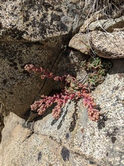 Sedum kiersteadiae