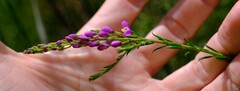 Comesperma ericinum
