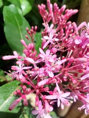 Fuchsia arborescens