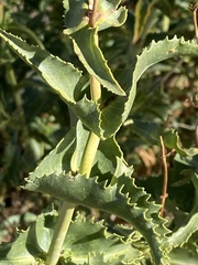Penstemon spectabilis
