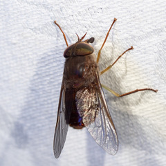 Scaptia abdominalis