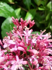 Fuchsia arborescens