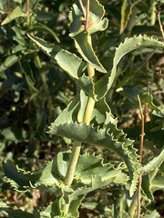 Penstemon spectabilis