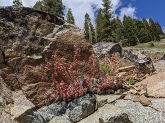 Sedum kiersteadiae