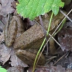 Lithobates