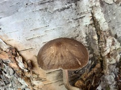 Pluteus hongoi