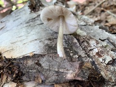 Pluteus hongoi