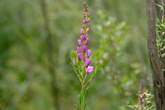 Comesperma ericinum