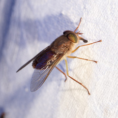 Scaptia abdominalis