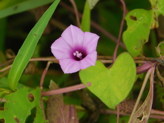 Ipomoea cordatotriloba cordatotriloba
