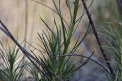 Vernonanthura nudiflora