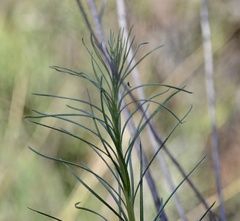 Vernonanthura nudiflora